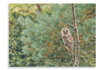 LEO - The Long-eared Owl - Artistic